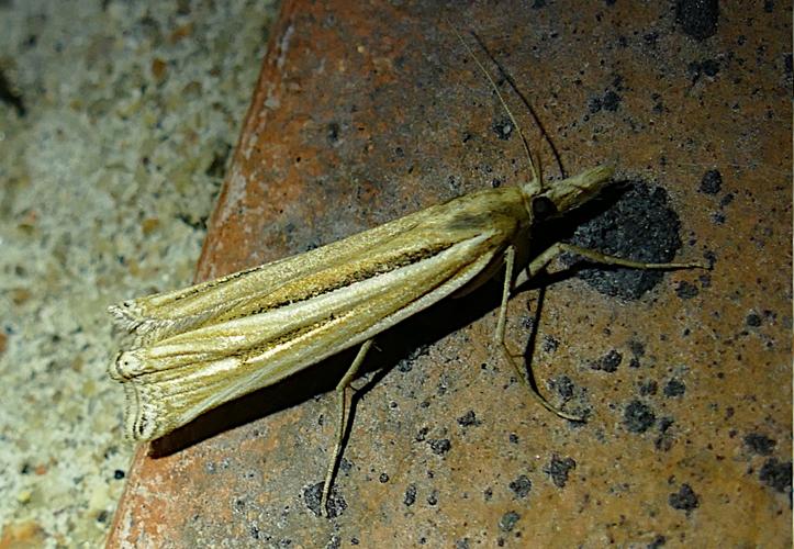 Ancylolomia tentaculella © François Lévêque