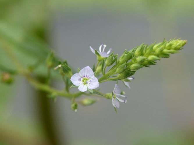Mouron aquatique (Veronica anagallis-aquatica) © Morvan Debroize