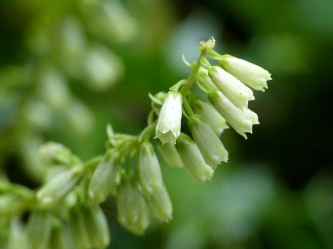 Nombril de Vénus (Umbilicus rupestris), fleurs © Morvan Debroize