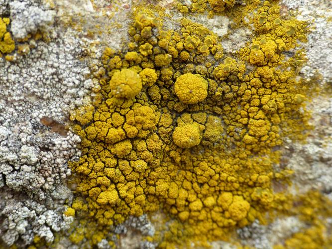 Candelariella coralliza © Morvan Debroize