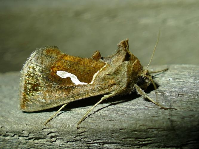 Goutte d'Argent (Macdunnoughia confusa) © François Lévêque