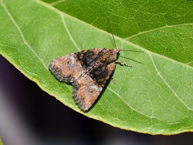 Noctuelle furoncule (Mesoligia furuncula) © Christina Bot