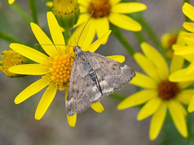 Pyrauste du plantain (Pyrausta despicata) © Christina Bot