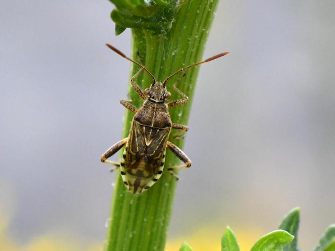 Stictopleurus punctatonervosus © Christina Bot