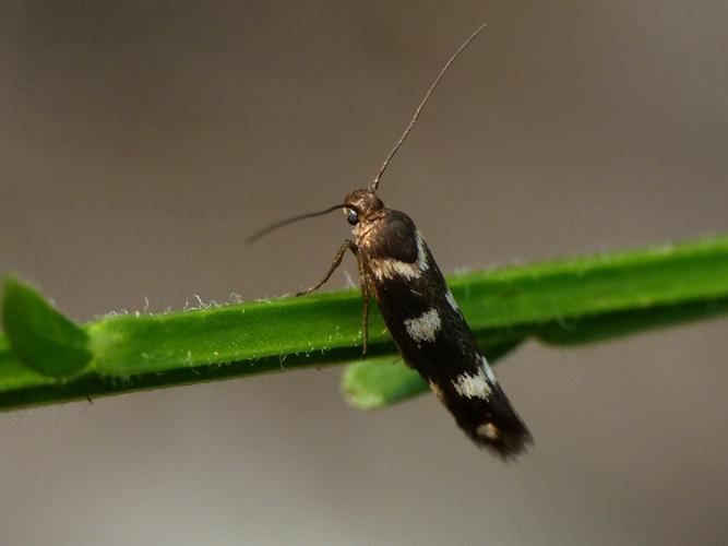 Butale à trois taches (Scythris scopolella) © Morvan Debroize