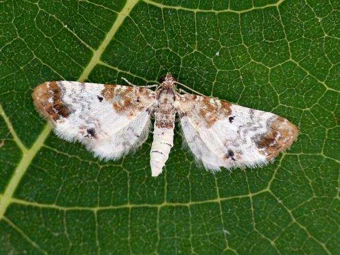 Eupithécie rouillée (Eupithecia breviculata) © Morvan Debroize