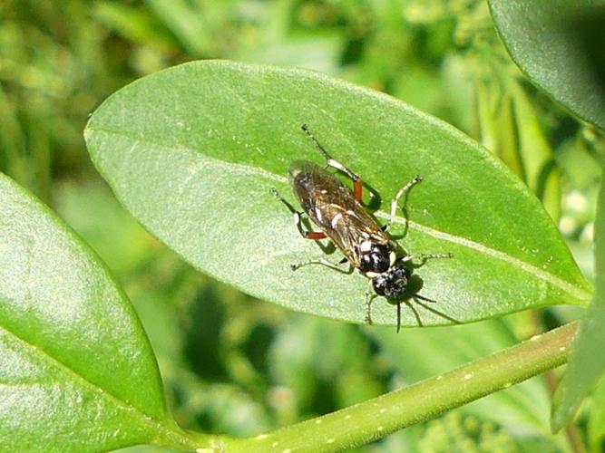 Macrophya punctumalbum © Amélie Burel