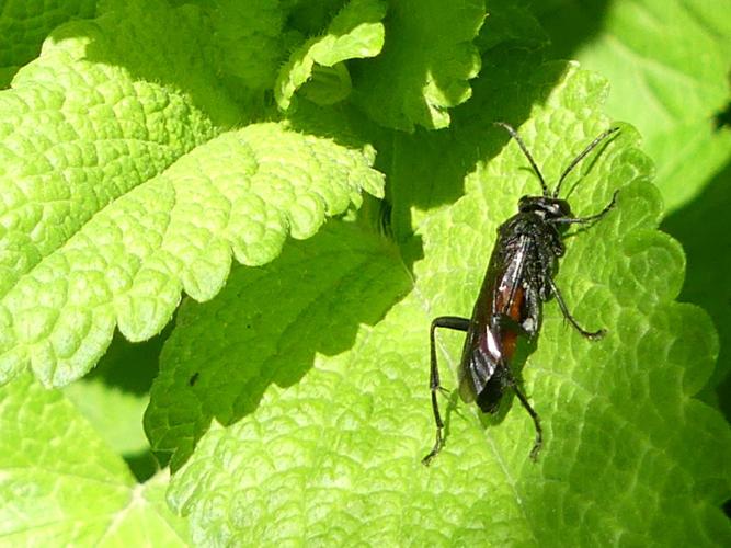 Macrophya annulata © Amélie Burel