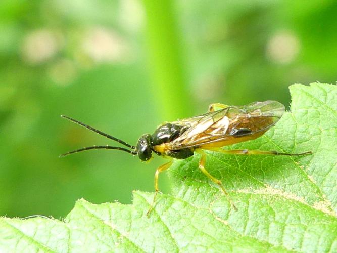 Tenthrède du groseillier (Euura ribesii), mâle &copy; Amélie Burel