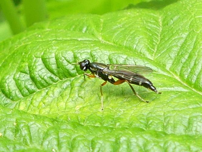 Megamerina dolium © Amélie Burel