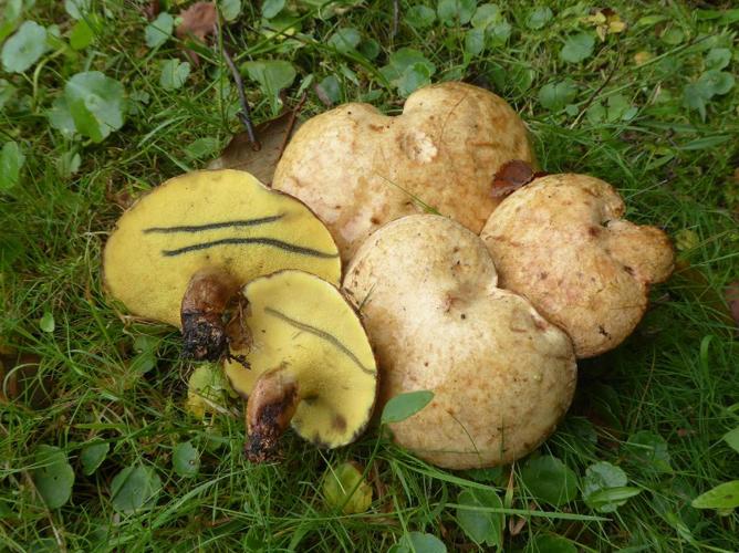 Bolet livide (Gyrodon lividus) © Abbaye de la Trappe