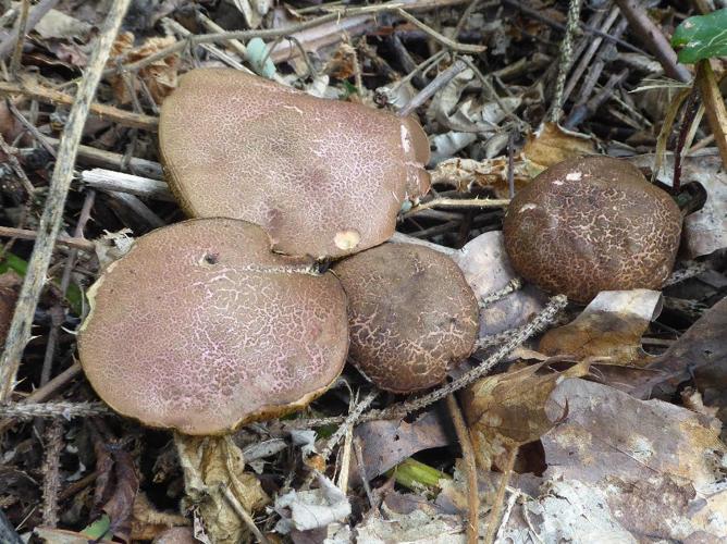 Xerocomellus cisalpinus © Abbaye de la Trappe