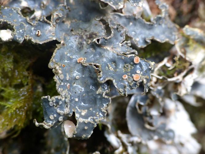 Lobarina scrobiculata (= Lobaria scrobiculata) © Morvan Debroize
