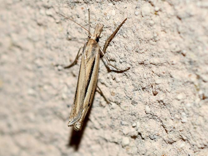 Ancylolomia tentaculella © Christina Bot