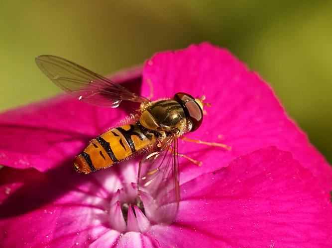 Syrphe ceinturé (Episyrphus balteatus), mâle © Sylvain Montagner