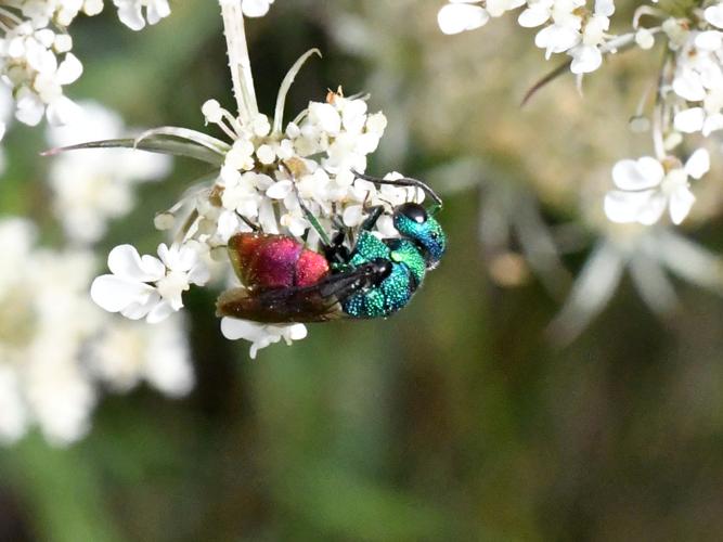 Holopyga generosa © Christina Bot