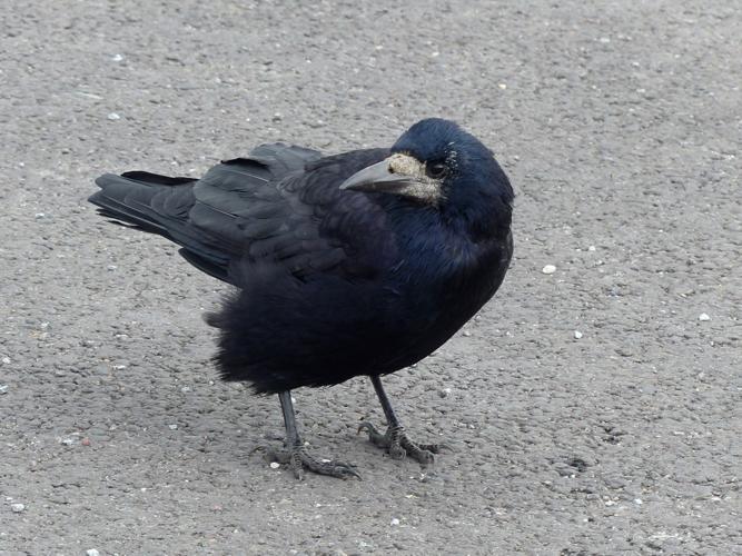 Corbeau freux (Corvus frugilegus) © Morvan Debroize