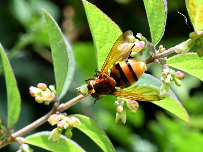 Volucelle zonée (Volucella zonaria) © Christina Bot