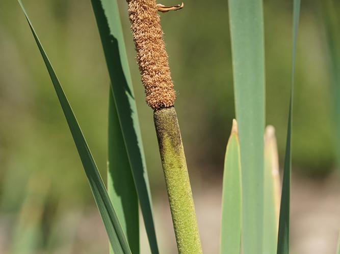 Massette à larges feuilles (Typha latifolia), fleur © Sylvain Montagner