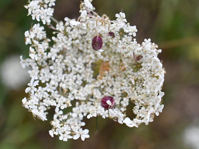 Kiefferia pericarpiicola, galles de l'espèce sur Daucus carota © Christina Bot