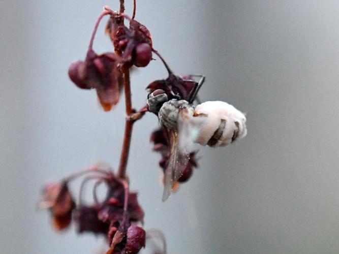 Entomophthora sp. © Christina Bot