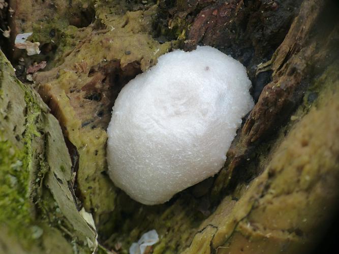 Reticularia lycoperdon © Morvan Debroize