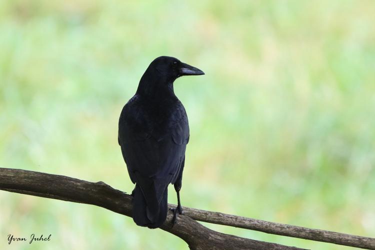 Corneille noire (Corvus corone) © Yvan Juhel