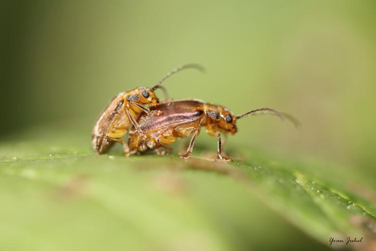 Chrysomèle de la viorne (Pyrrhalta viburni) © Yvan Juhel