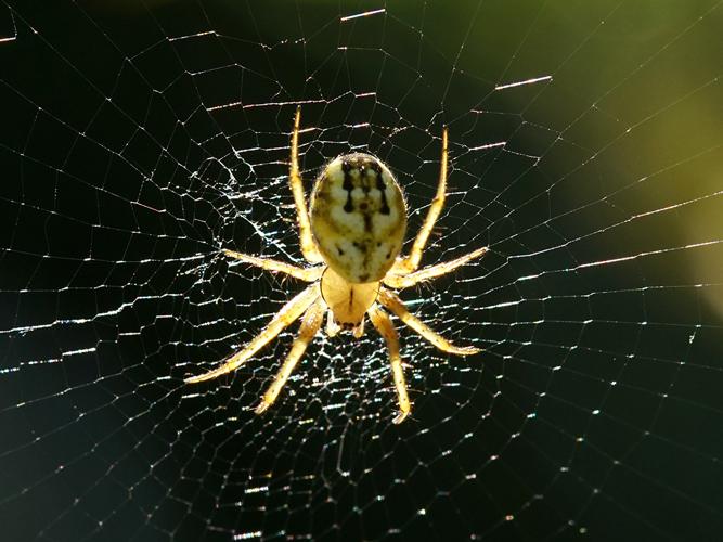 Mangore petite-bouteille (Mangora acalypha) © Sylvain Montagner