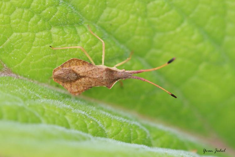 Syromastus rhombeus © Yvan Juhel