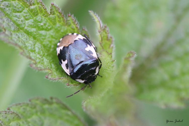 Punaise noire à quatre taches blanches (Tritomegas bicolor) © Yvan Juhel