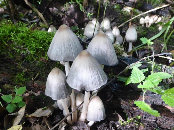 Coprin noir d'encre pointu (Coprinopsis acuminata) © Abbaye de la Trappe
