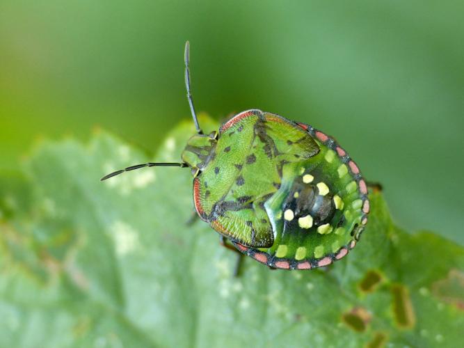 Punaise verte ponctuée (Nezara viridula), juvénile © Morvan Debroize