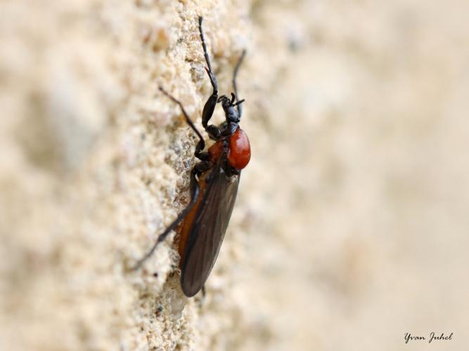 Bibio anglicus © Yvan Juhel