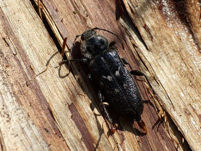 Capricorne des maisons (Hylotrupes bajulus) © Morvan Debroize