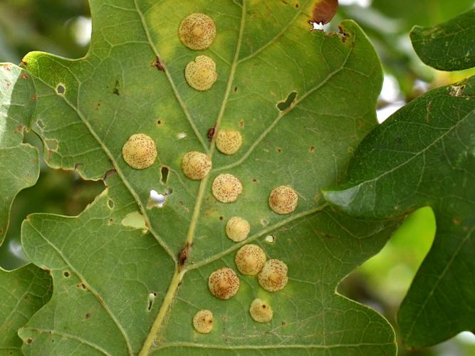 Galle lenticulaire du chêne (Neuroterus quercusbaccarum) © Christina Bot