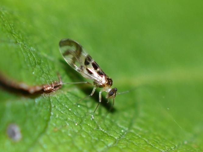 Graphopsocus cruciatus © Christina Bot