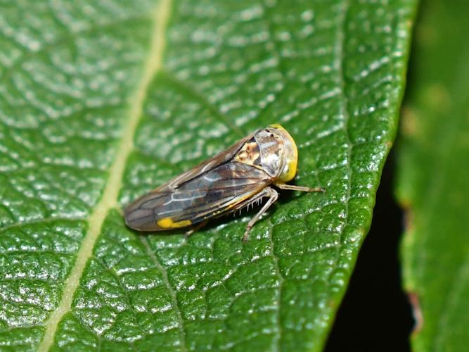 Idiocerus stigmaticalis © Christina Bot