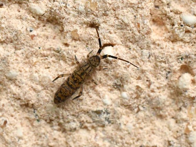 Orchesella villosa © Christina Bot