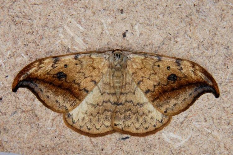 La Faucille (Drepana falcataria) © Bertrand Debroize