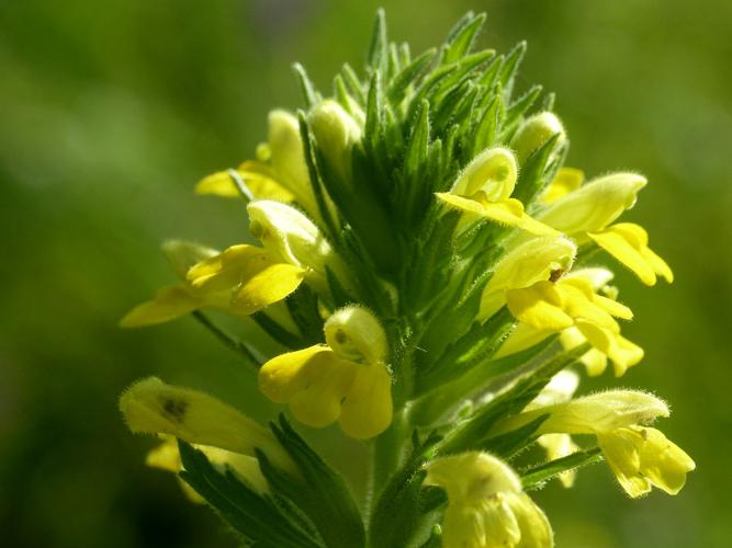 Bartsie visqueuse (Parentucellia viscosa) © Morvan Debroize