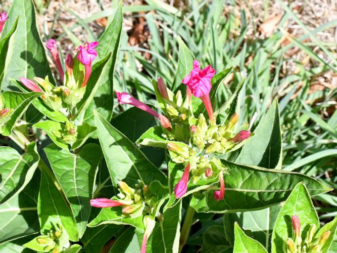 Belle-de-nuit (Mirabilis jalapa) © Christina Bot