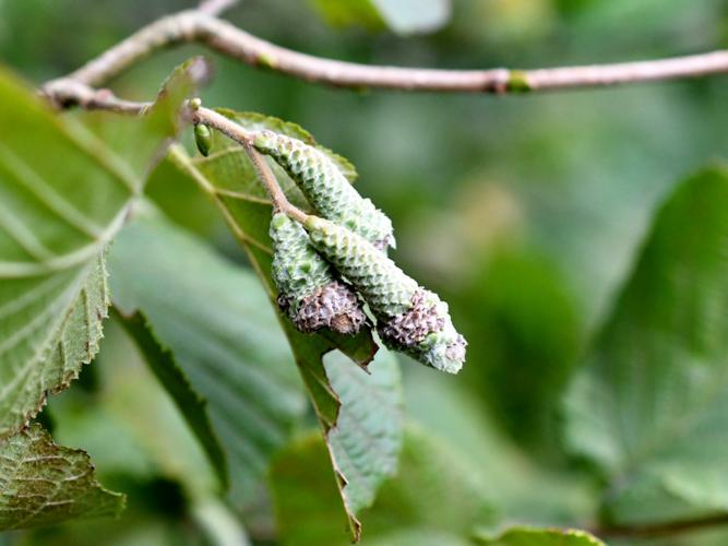 Contarinia coryli, galles sur chatons de noisetier © Christina Bot