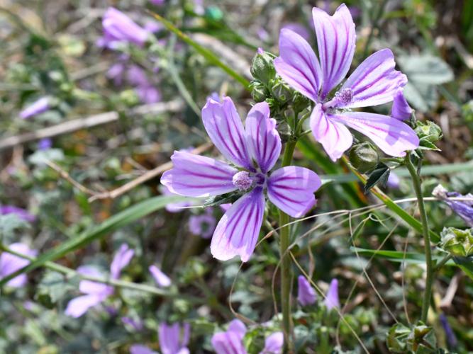 Mauve sylvestre (Malva sylvestris) © Christina Bot