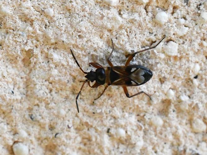 Raglius alboacuminatus © Christina Bot