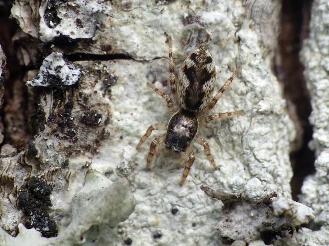 Salticus zebraneus © Morvan Debroize