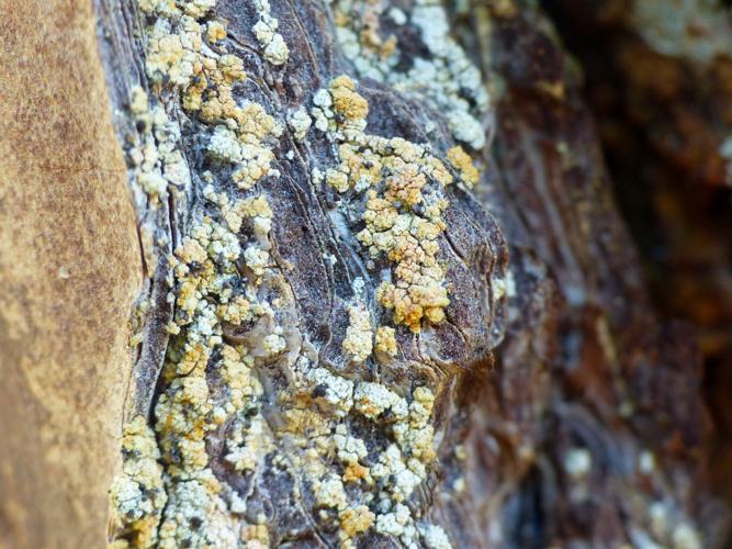 Chaenotheca ferruginea © Morvan Debroize