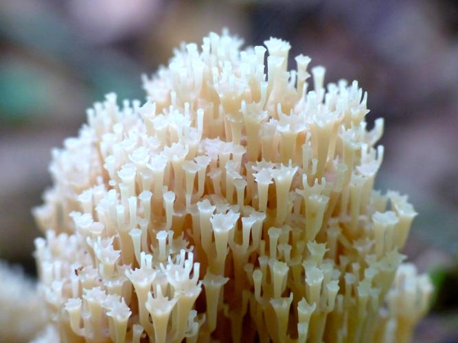 Clavaire en chandelier (Clavicorona pyxidata) © Morvan Debroize