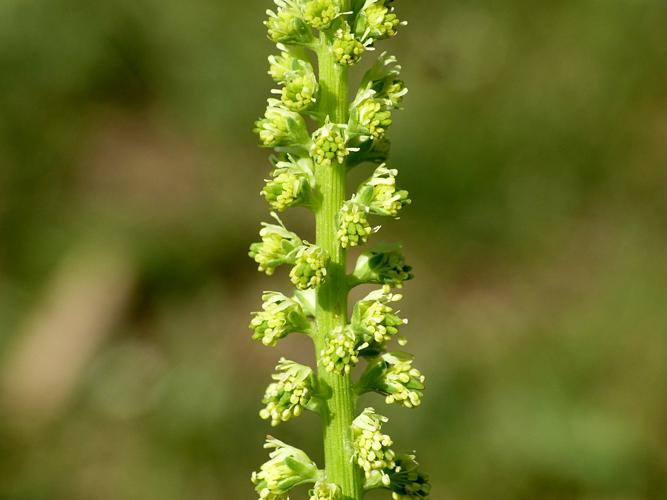 Reseda des teinturiers (Reseda luteola), fleurs © Morvan Debroize