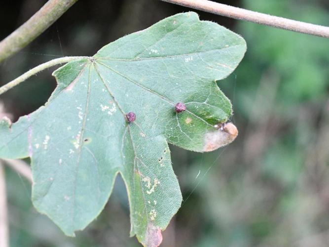 Aceria macrochela © Christina Bot